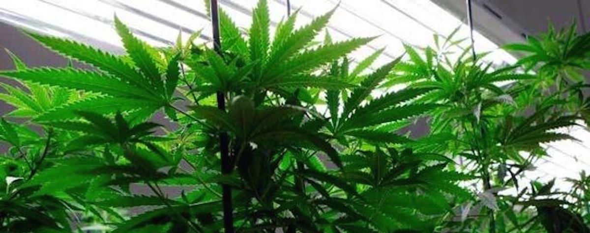 Oui au Cannabis à Washington!