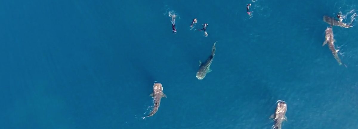 Spectaculaire vue des airs sur des plongeurs en apnée entourés de requins-baleines