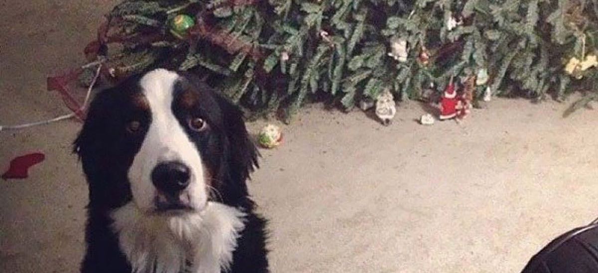 Ces animaux qui ont «gâché» affreusement le Noël de leurs maitres