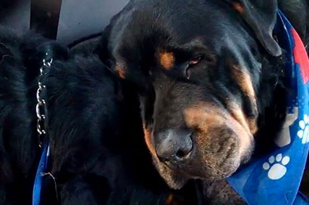 Terriblement touchant : Un chien pleure à côté de son frère mort