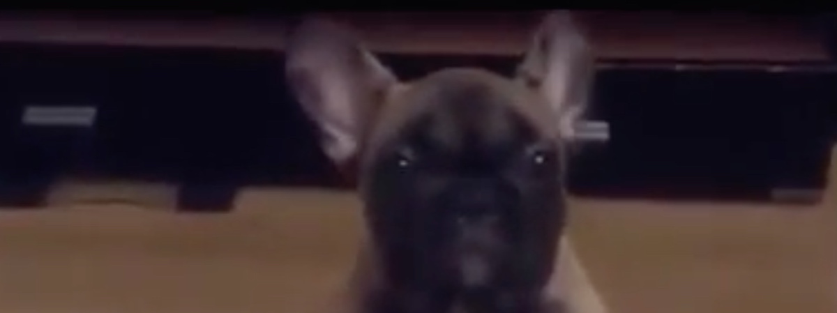 Humour: Ce chien est possédé !