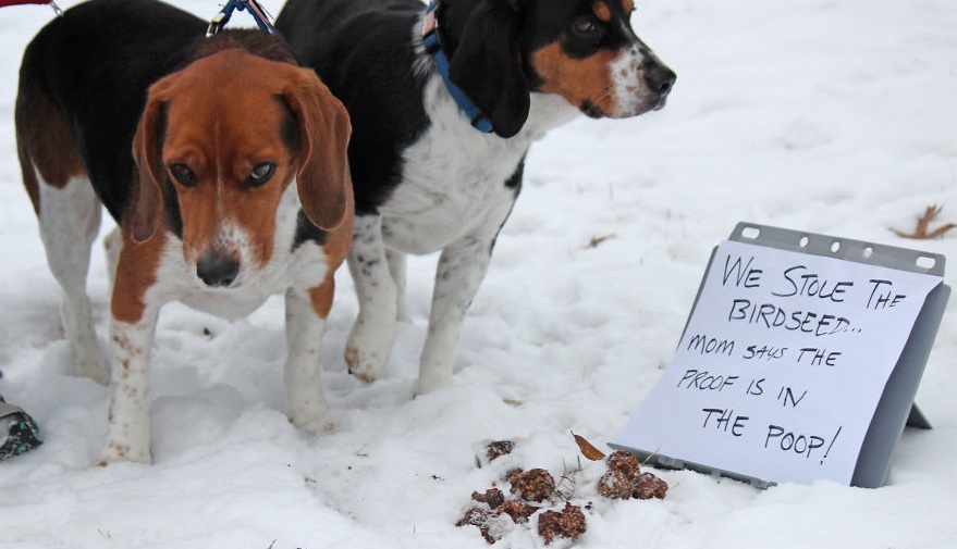 20 chiens avec la face de la honte devant leur crime