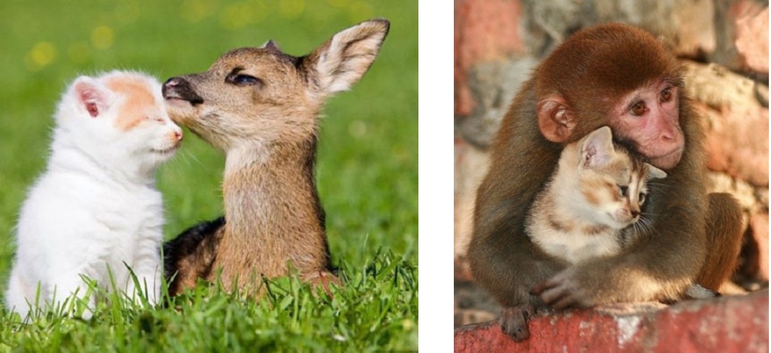 20 animaux de races différentes qui s'aiment tellement que vous direz &#8211; 2
