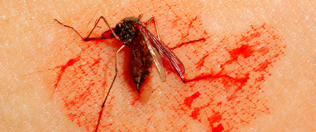 Vous êtes un vrai aimant à moustiques et ils ne piquent que vous? Voici pourquoi.