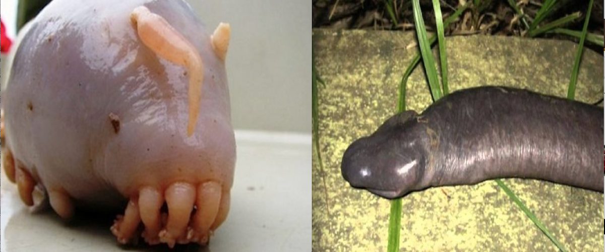 Les 20 animaux les plus laids du monde