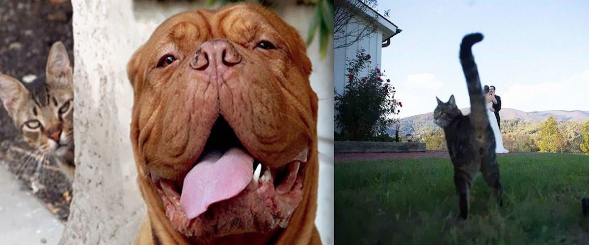 20 photos ruinées grâce à des animaux &#8211; 2