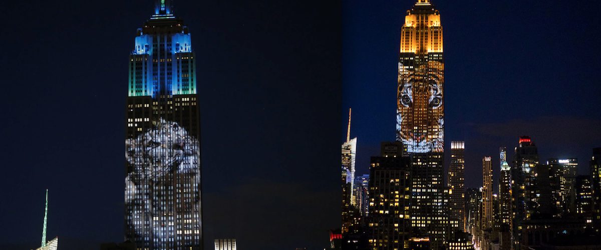 Une projection de plusieurs animaux en voie d’extinction et un hommage à Cecil le lion, sur l’Empire State Building