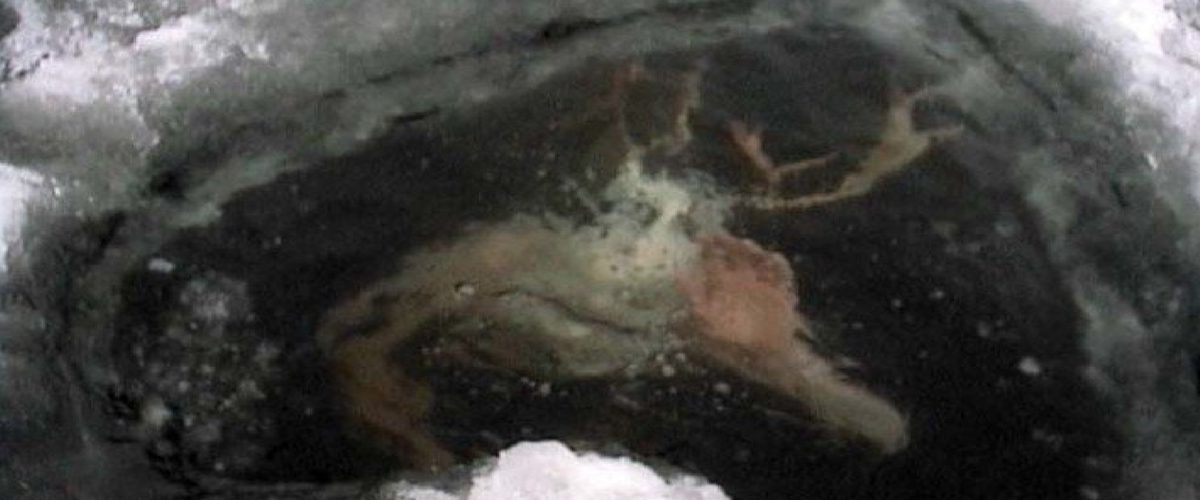 Les 20 photos les plus terrifiantes au monde! &#8211; 2
