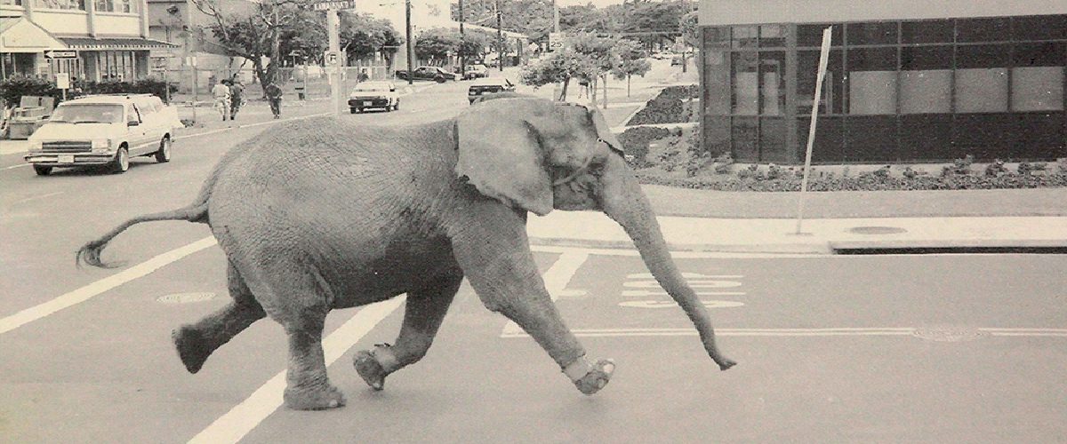 Horreur au Cirque! Une dompteuse embrochée par son éléphant à Rock Forest!