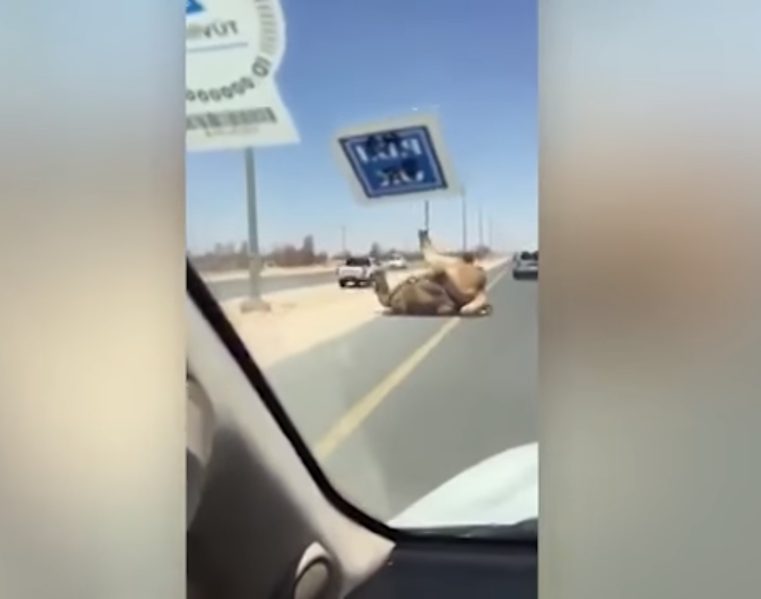 Vidéo : deux chameaux se donnent du plaisir se*uel en plein milieu de la route