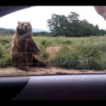 Buzz du Web #39 : un ours très poli