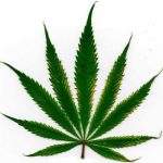 L’actualité du jeu vidéo – Paieriez-vous jusqu’à 40$ pour une image vous représentant en feuille de marijuana ?