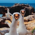 Notre critique du nouveau film IMAX « Galapagos 3D : Merveilles de la nature »