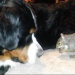 Un écureuil tente de cacher une noix sur un chien