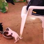 Hilarant : Un chiot domine un gros chien en l’empêchant de manger dans son bol