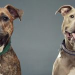 Ces chiens « féroces » sont adorables sur ces photos! -2