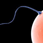 10 faits incroyables sur le sperme – 2