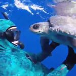 Un plongeur vient au secours d’une tortue de mer
